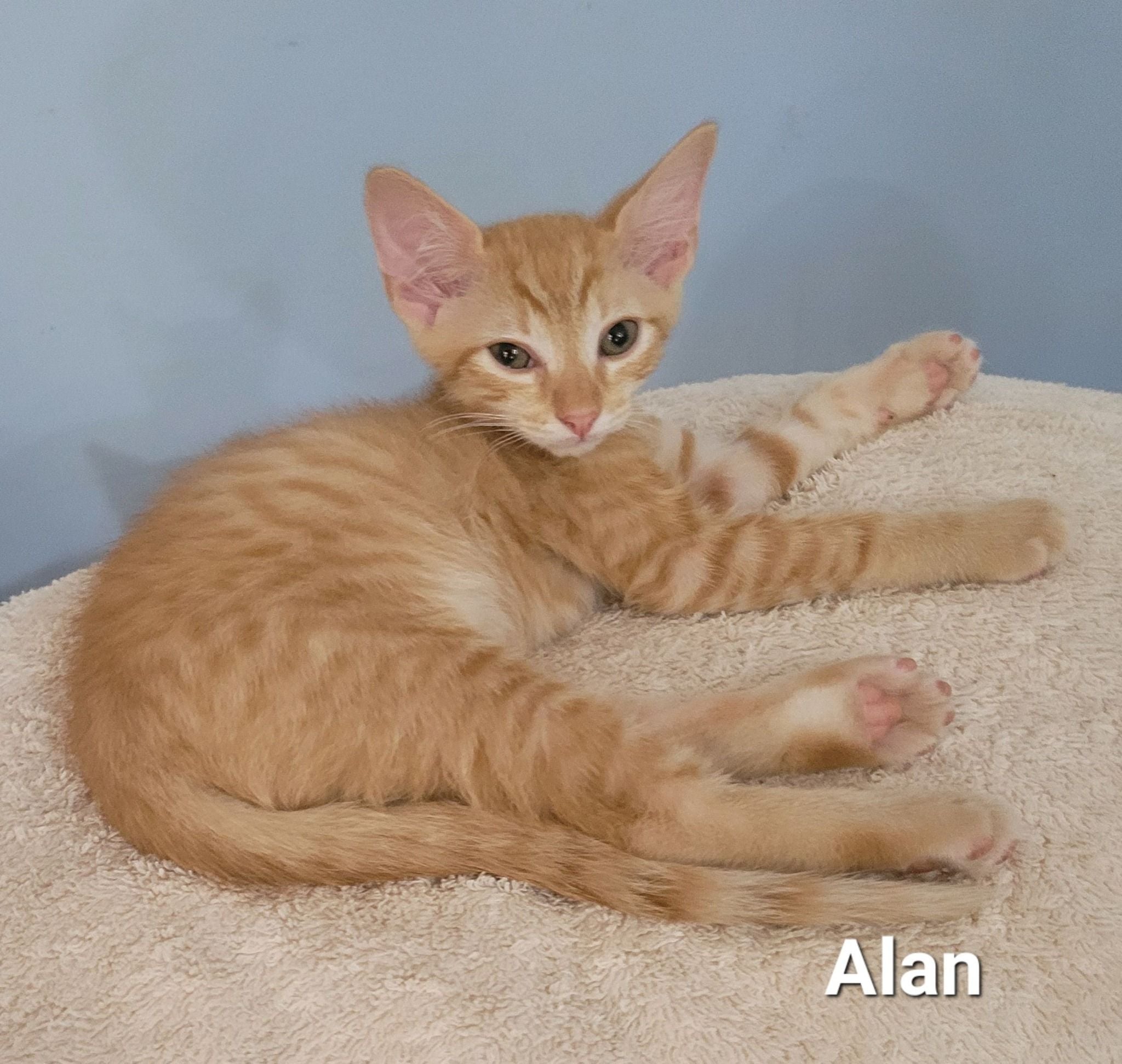 Alan Alan